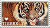 tigers.png